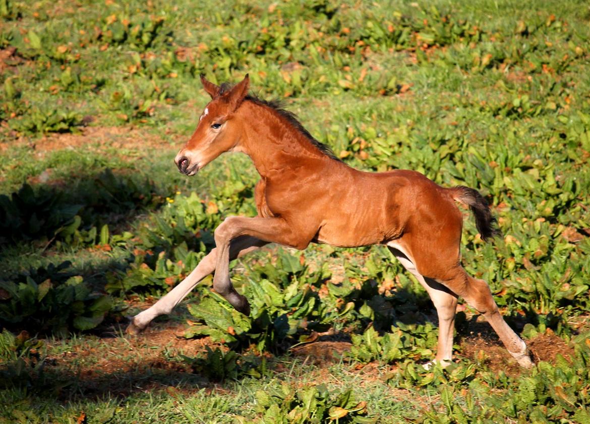 Tysk Oldenburger Bastbjergs Fleur de Lis (Fut Fut) billede 3