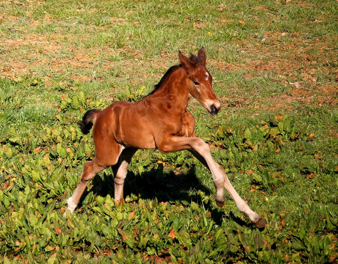 Tysk Oldenburger Bastbjergs Fleur de Lis (Fut Fut) billede 20