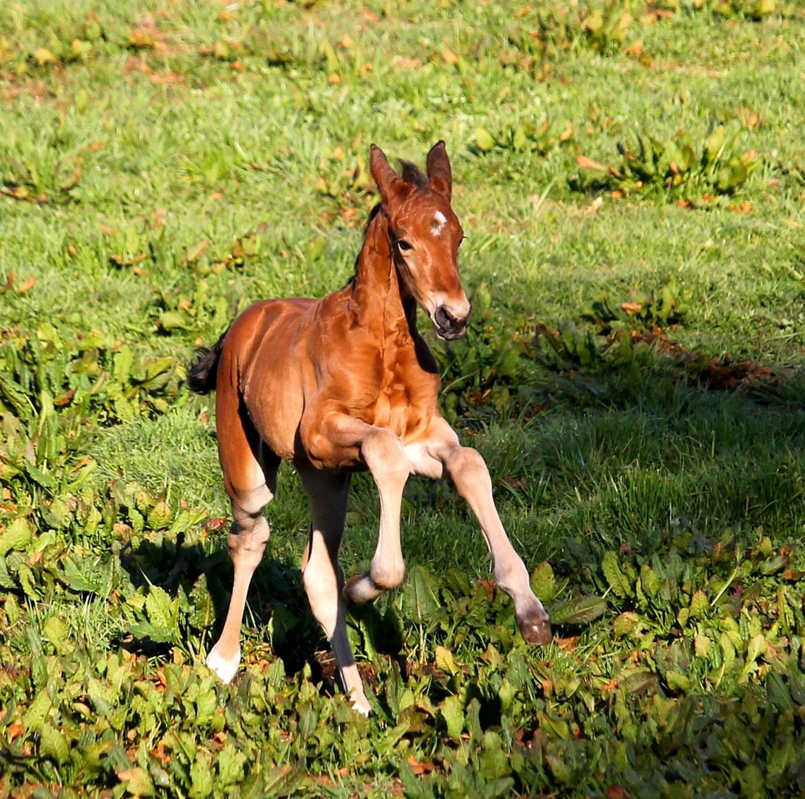 Tysk Oldenburger Bastbjergs Fleur de Lis (Fut Fut) billede 21