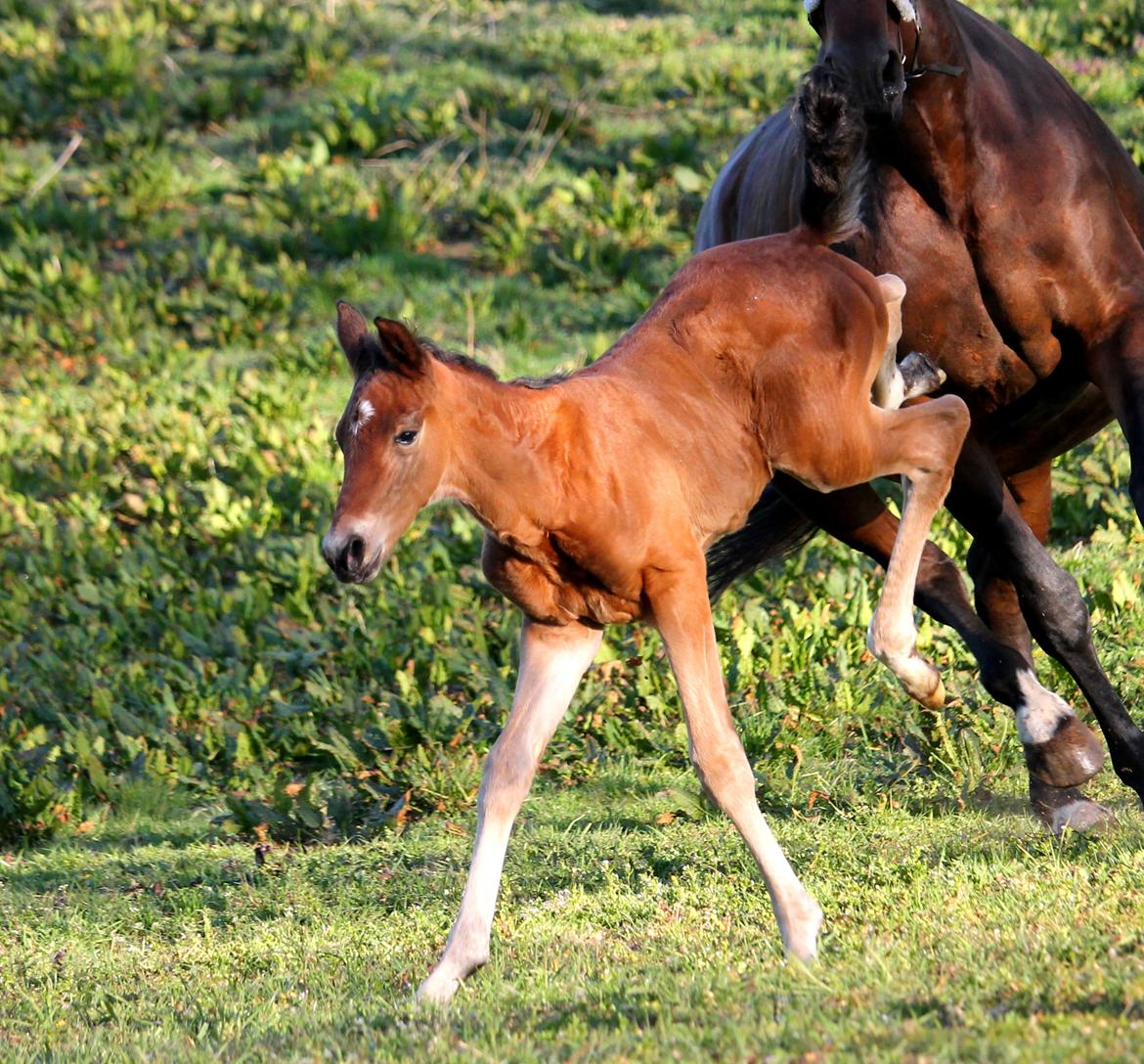 Tysk Oldenburger Bastbjergs Fleur de Lis (Fut Fut) billede 22