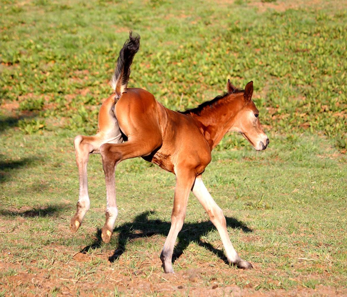 Tysk Oldenburger Bastbjergs Fleur de Lis (Fut Fut) billede 23