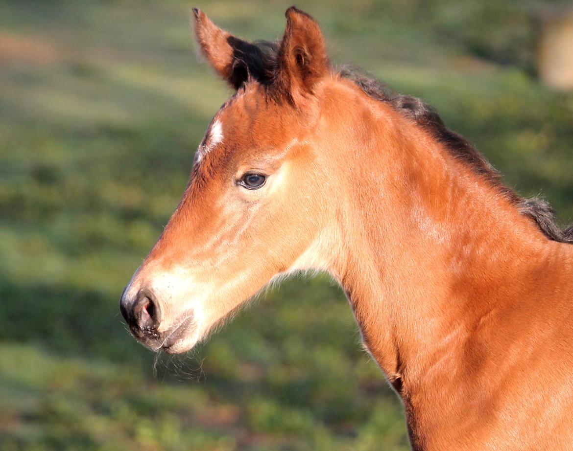 Tysk Oldenburger Bastbjergs Fleur de Lis (Fut Fut) billede 6