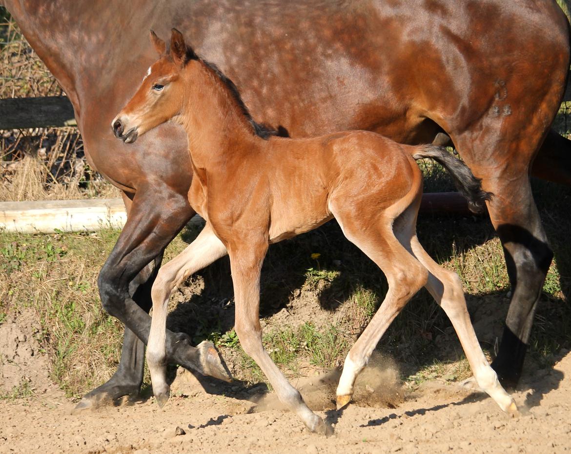 Tysk Oldenburger Bastbjergs Fleur de Lis (Fut Fut) billede 26