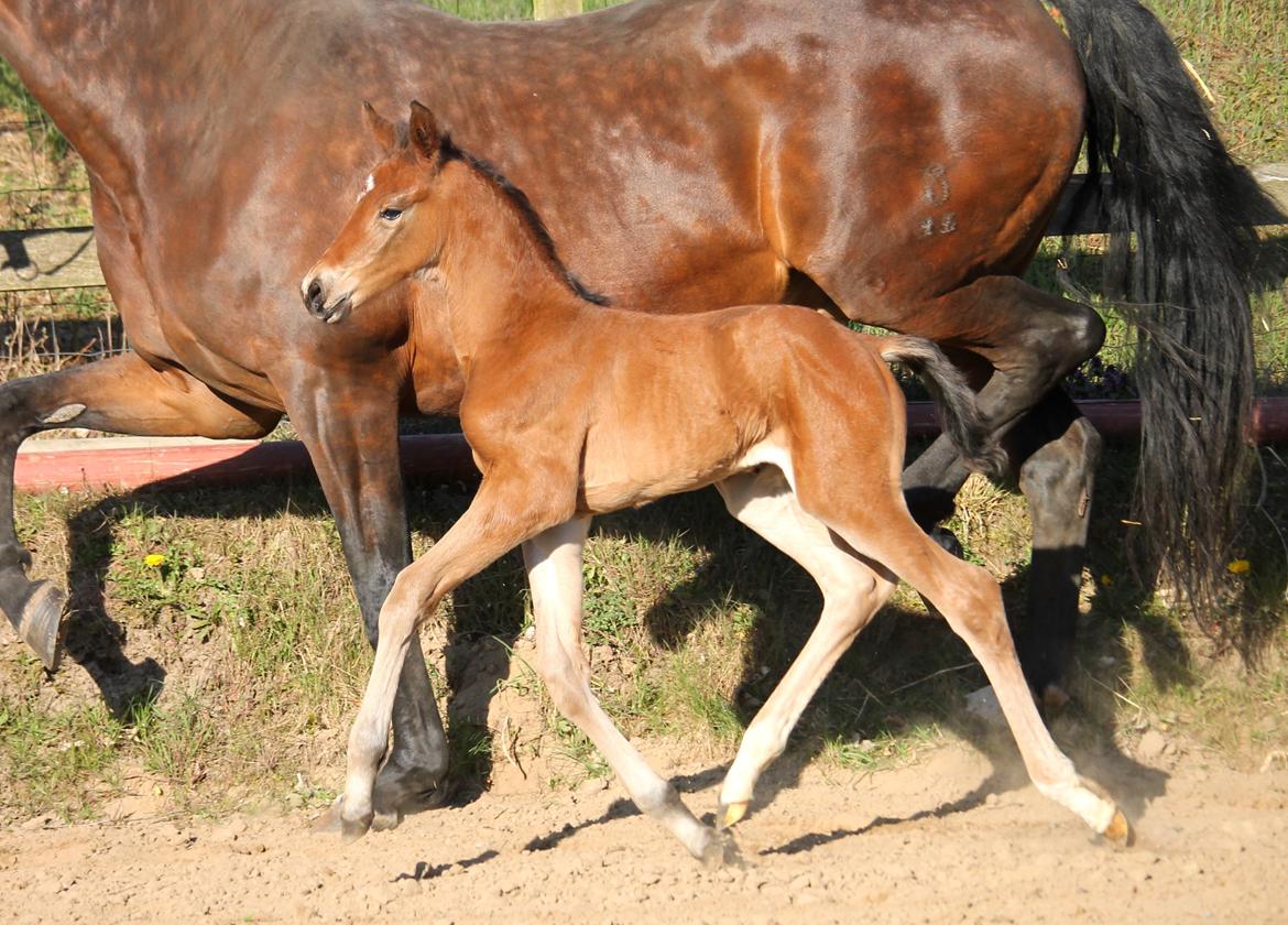 Tysk Oldenburger Bastbjergs Fleur de Lis (Fut Fut) billede 25