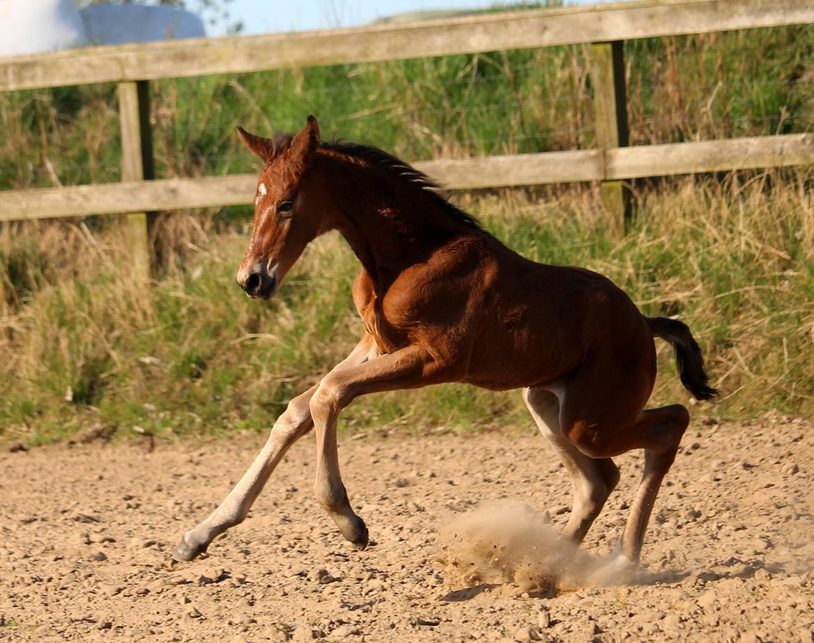 Tysk Oldenburger Bastbjergs Fleur de Lis (Fut Fut) billede 28