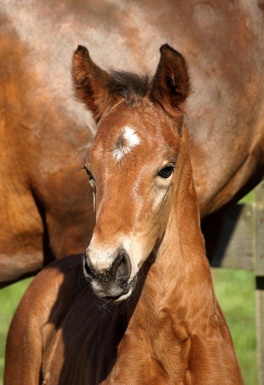 Tysk Oldenburger Bastbjergs Fleur de Lis (Fut Fut) billede 27