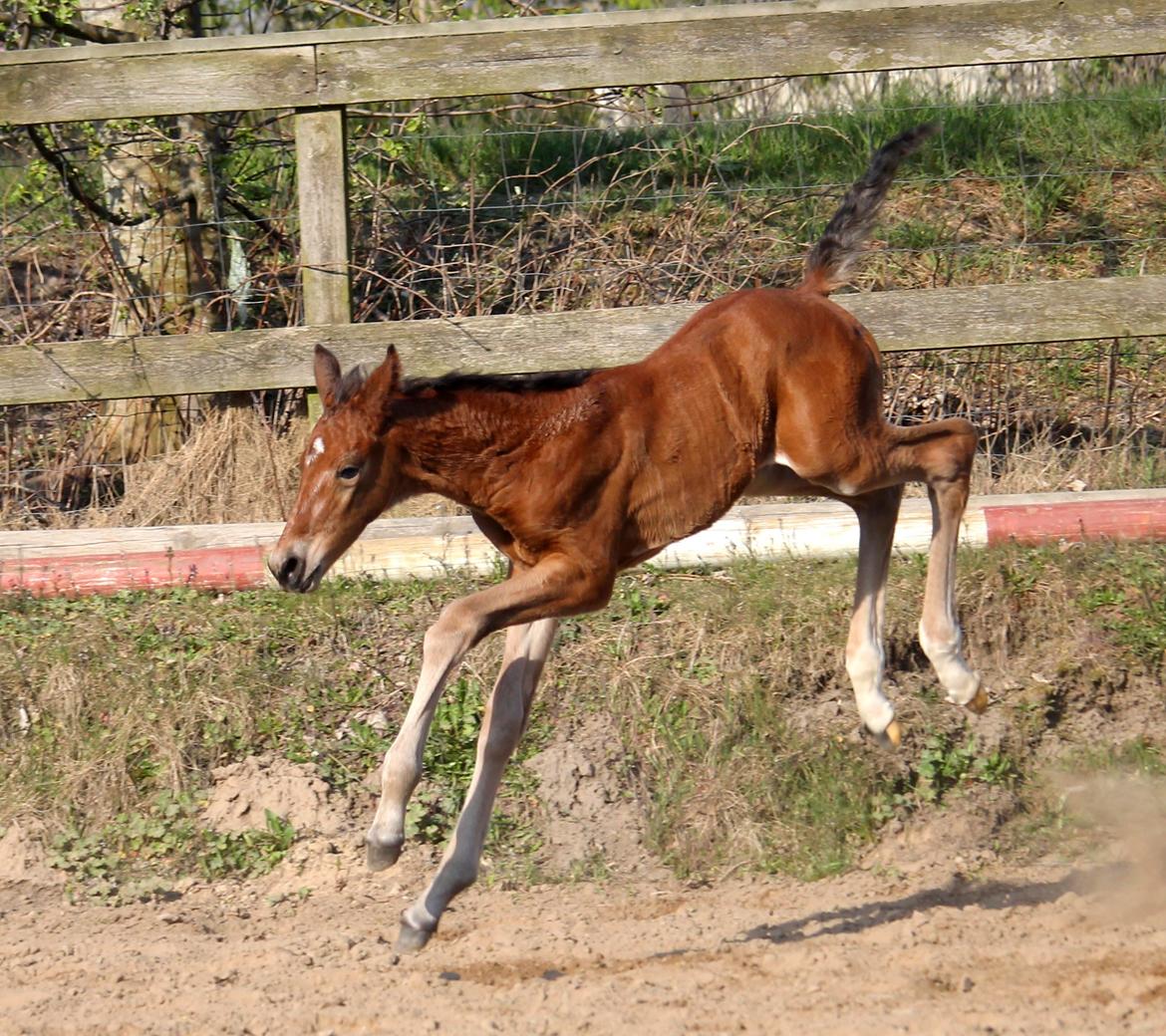 Tysk Oldenburger Bastbjergs Fleur de Lis (Fut Fut) billede 30