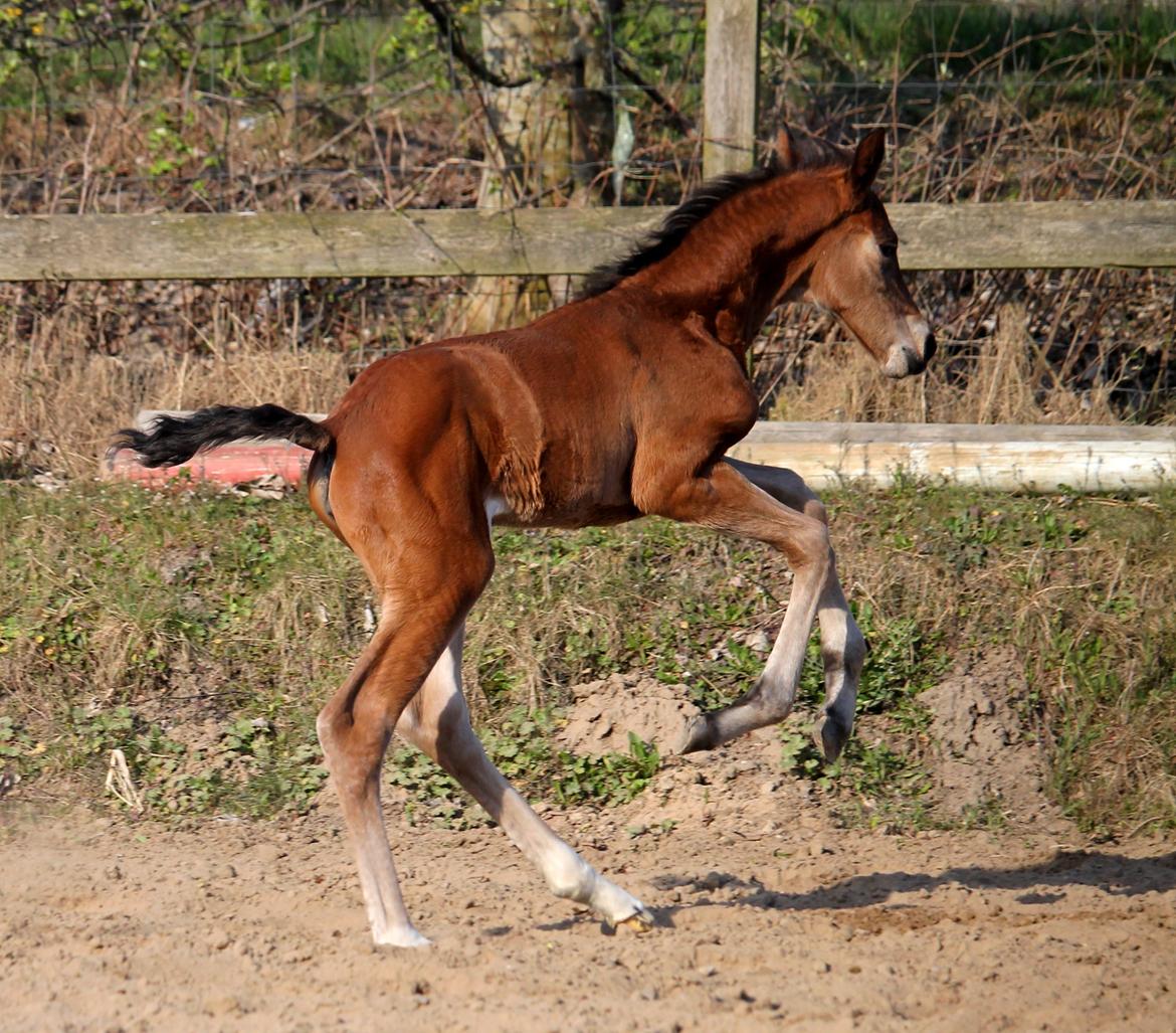 Tysk Oldenburger Bastbjergs Fleur de Lis (Fut Fut) billede 31