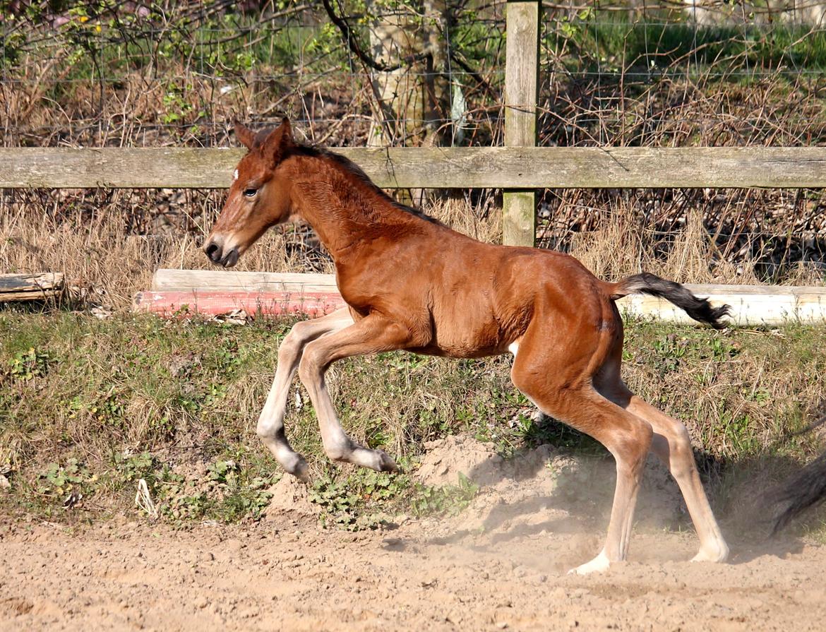 Tysk Oldenburger Bastbjergs Fleur de Lis (Fut Fut) billede 29