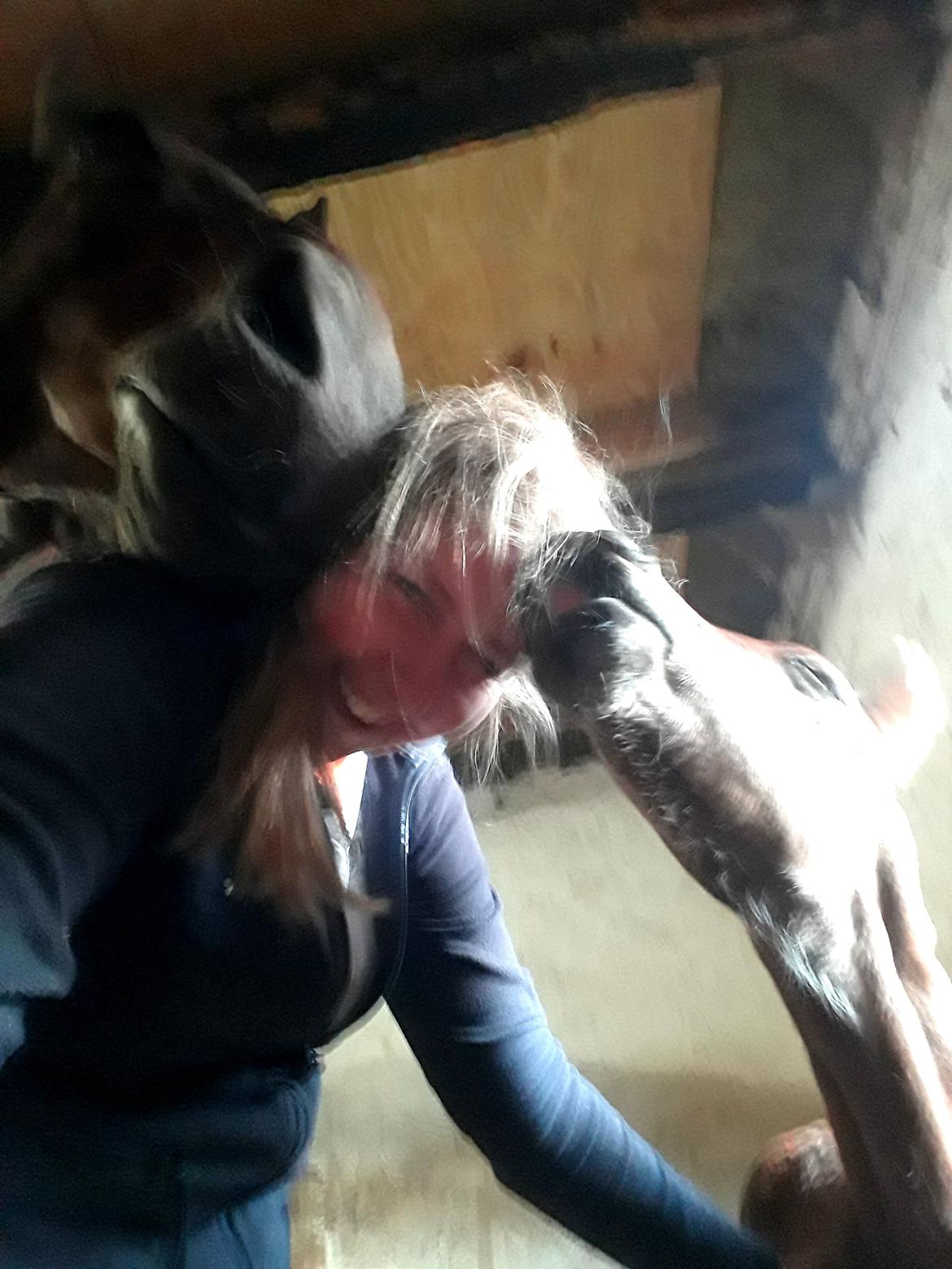 Tysk Oldenburger Bastbjergs Fleur de Lis (Fut Fut) billede 32