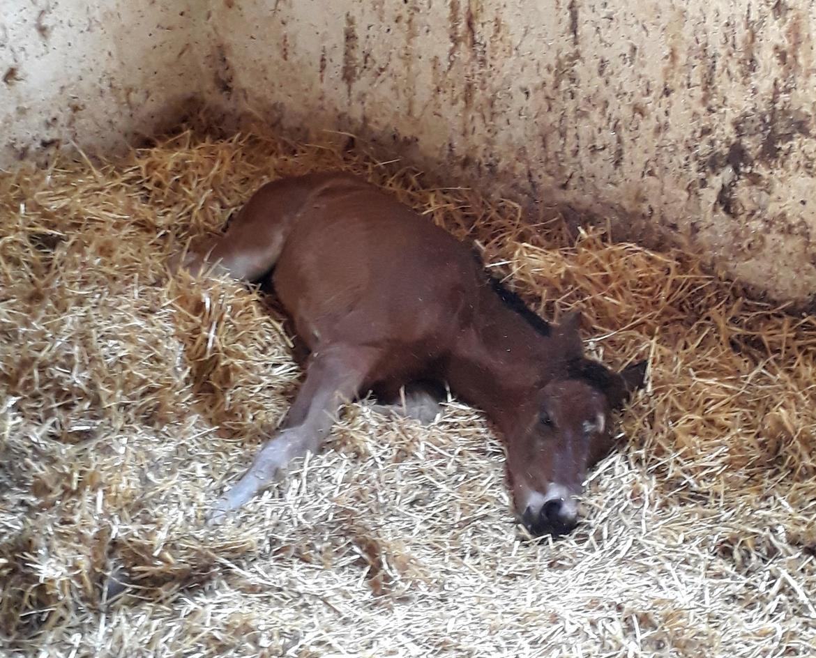 Tysk Oldenburger Bastbjergs Fleur de Lis (Fut Fut) billede 18