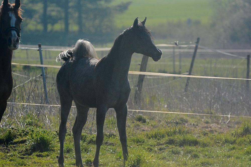 Arabisk fuldblod (OX) Isalin Wind (SOLGT)  billede 4