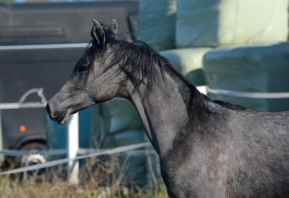 Arabisk fuldblod (OX) Isalin Wind (SOLGT)  billede 18