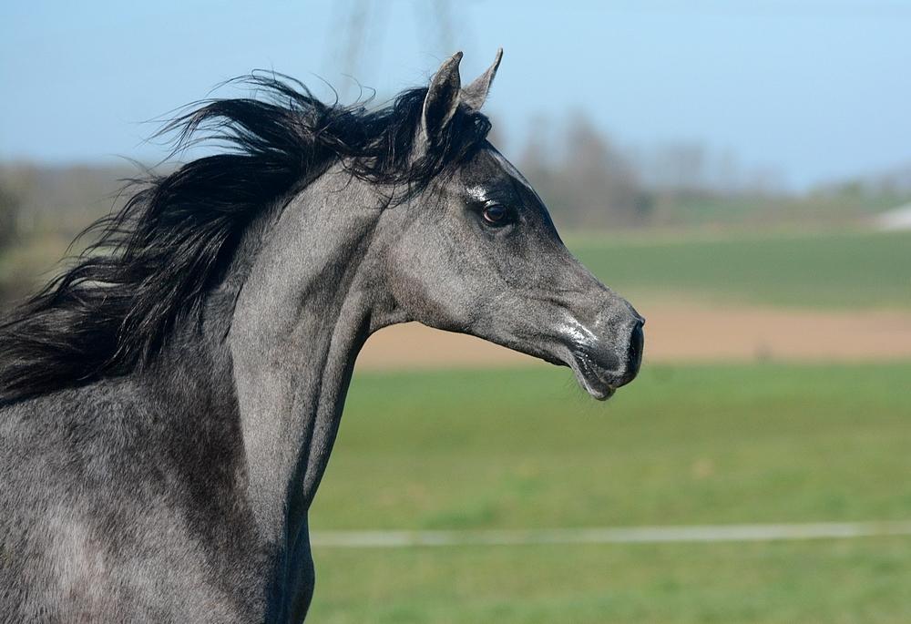 Arabisk fuldblod (OX) Isalin Wind (SOLGT)  billede 1