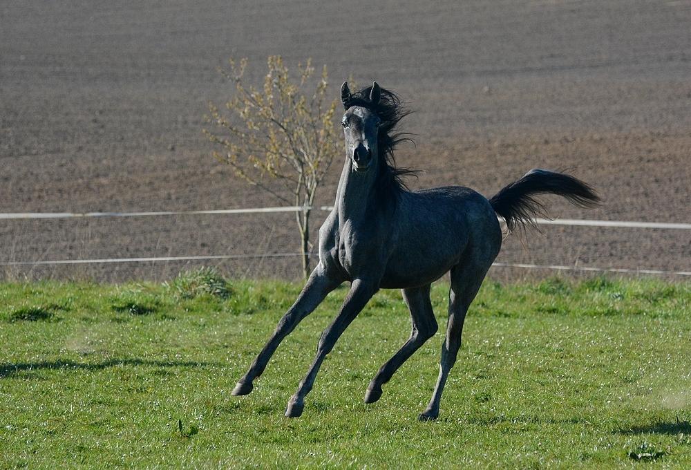 Arabisk fuldblod (OX) Isalin Wind (SOLGT)  billede 15