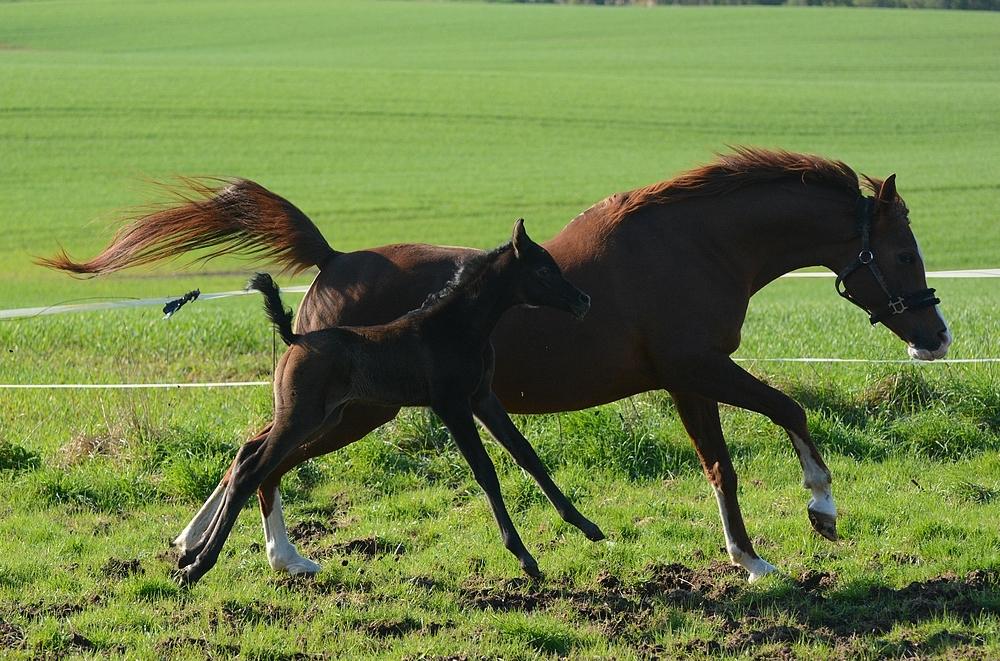 Arabisk fuldblod (OX) Isalin Wind (SOLGT)  billede 10