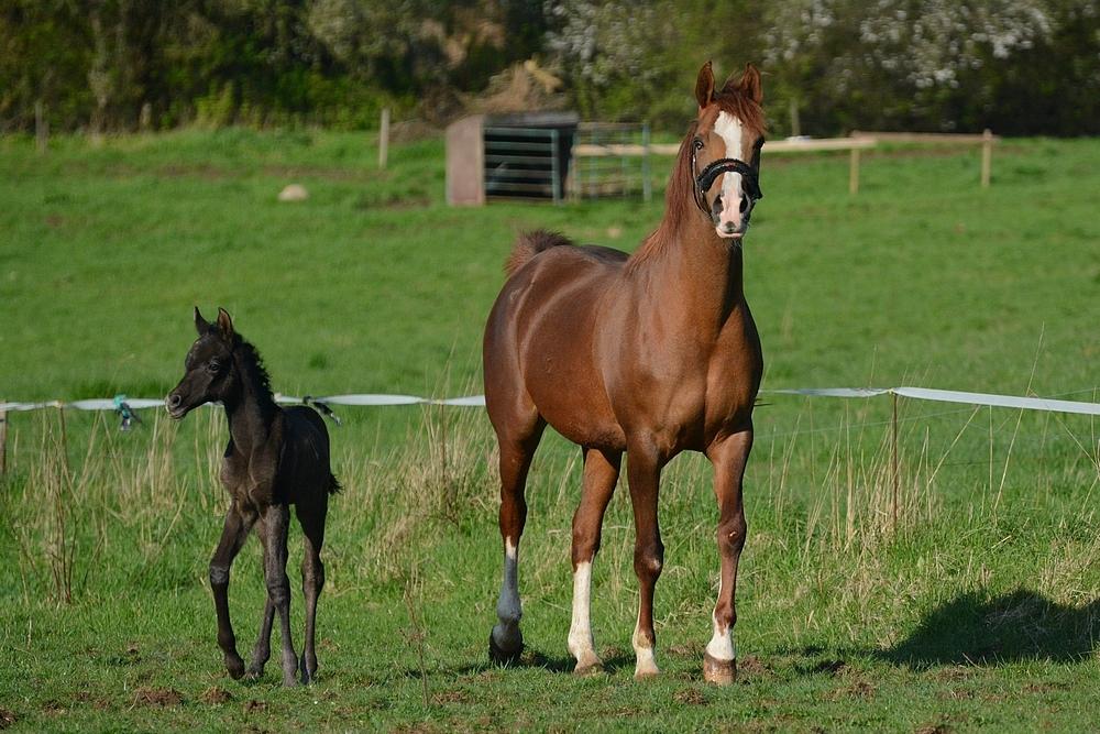 Arabisk fuldblod (OX) Isalin Wind (SOLGT)  billede 16