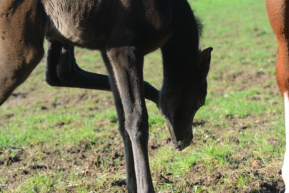 Arabisk fuldblod (OX) Isalin Wind (SOLGT)  billede 12