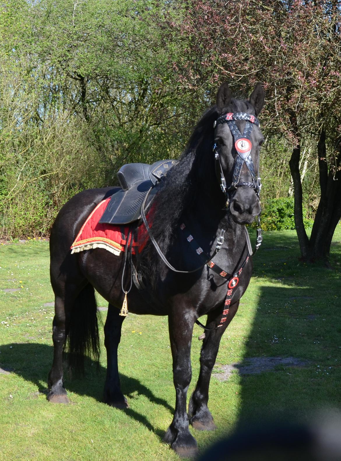 Anden særlig race BLACK DANCER billede 1