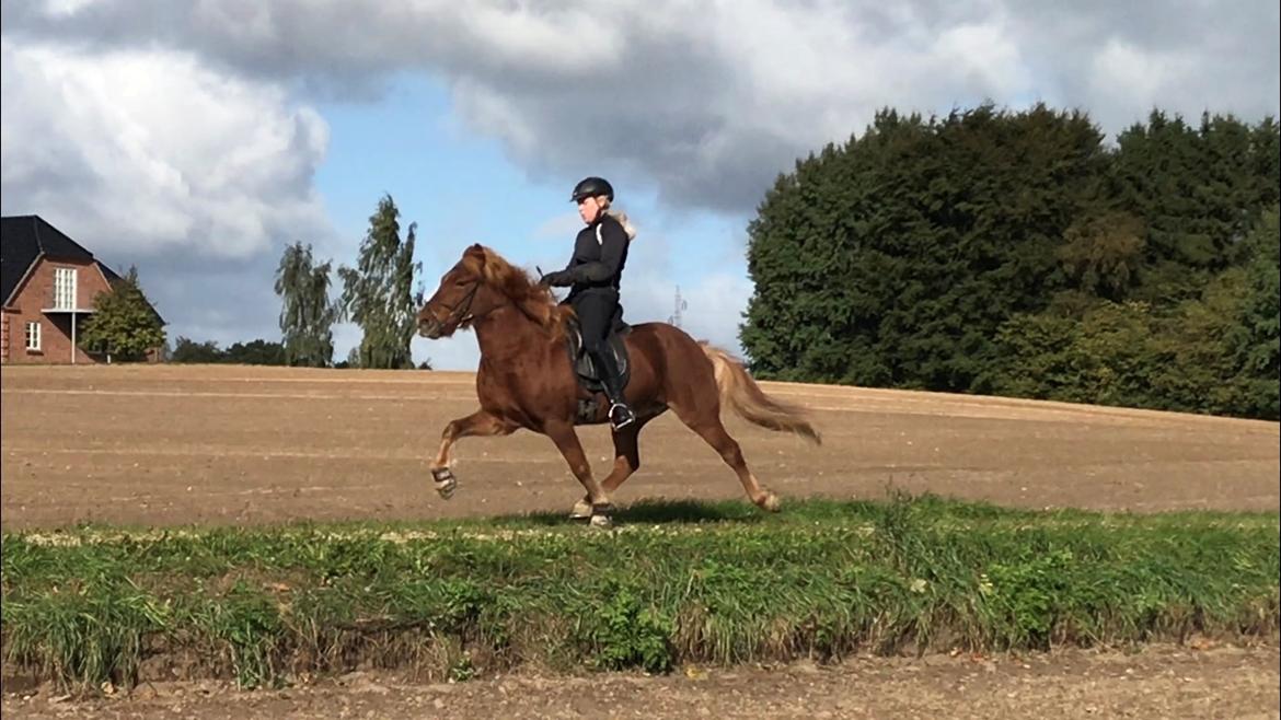 Islænder Eldingur fra Rønnow billede 1