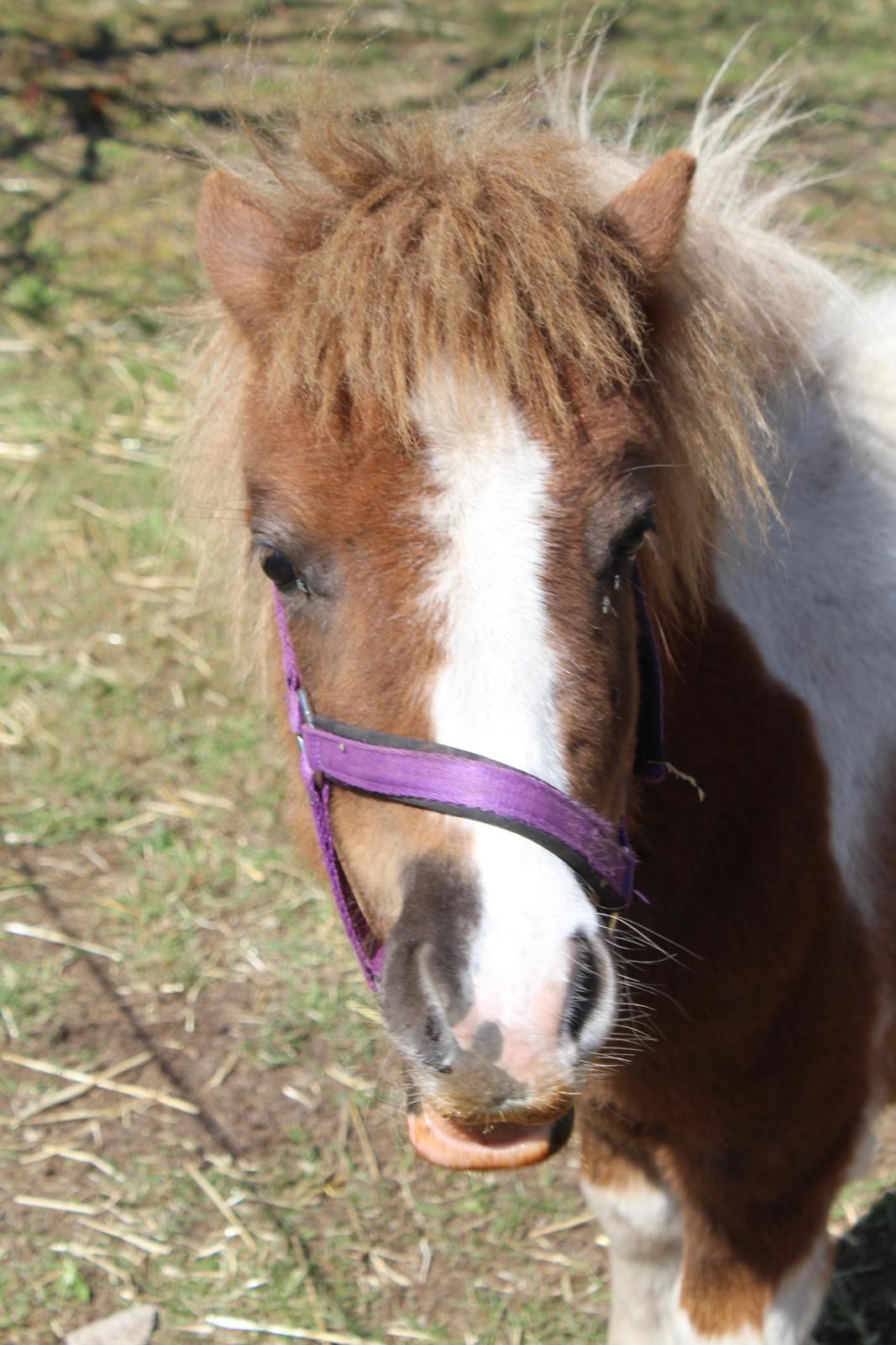 Shetlænder Turbo - april 2019 billede 19