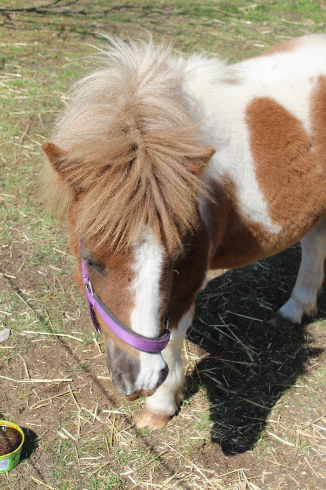 Shetlænder Turbo - april 2019 billede 21