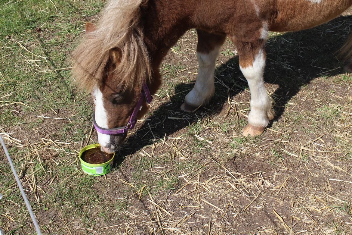 Shetlænder Turbo - april 2019 billede 18