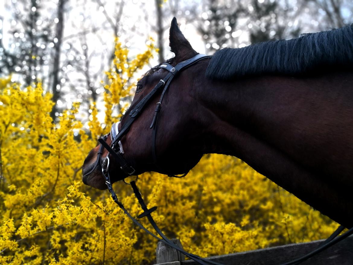 Traver Kenny u.a. - Efter dagens dressur d. 10 april 2019 billede 15