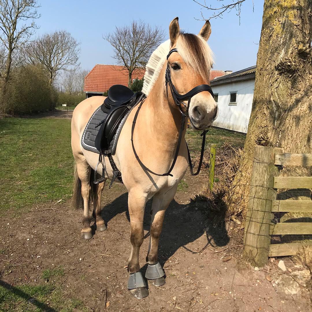 Fjordhest Åskar fjordlyst billede 9