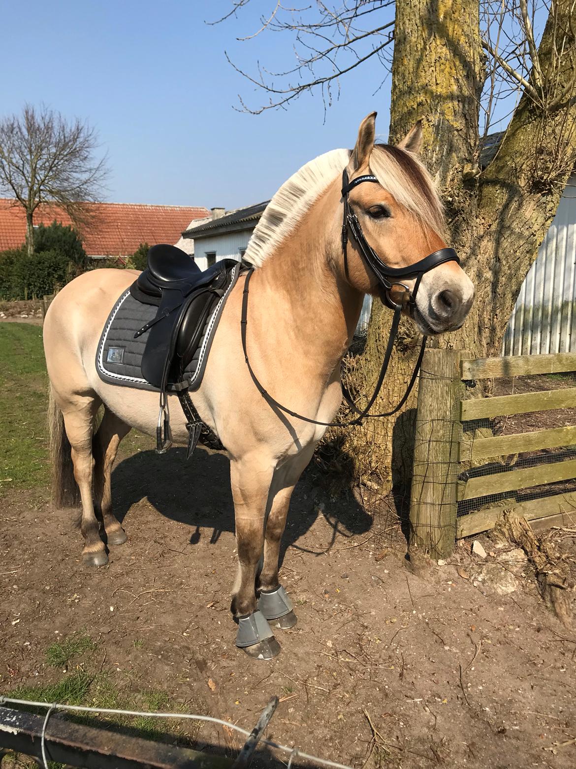 Fjordhest Åskar fjordlyst billede 4