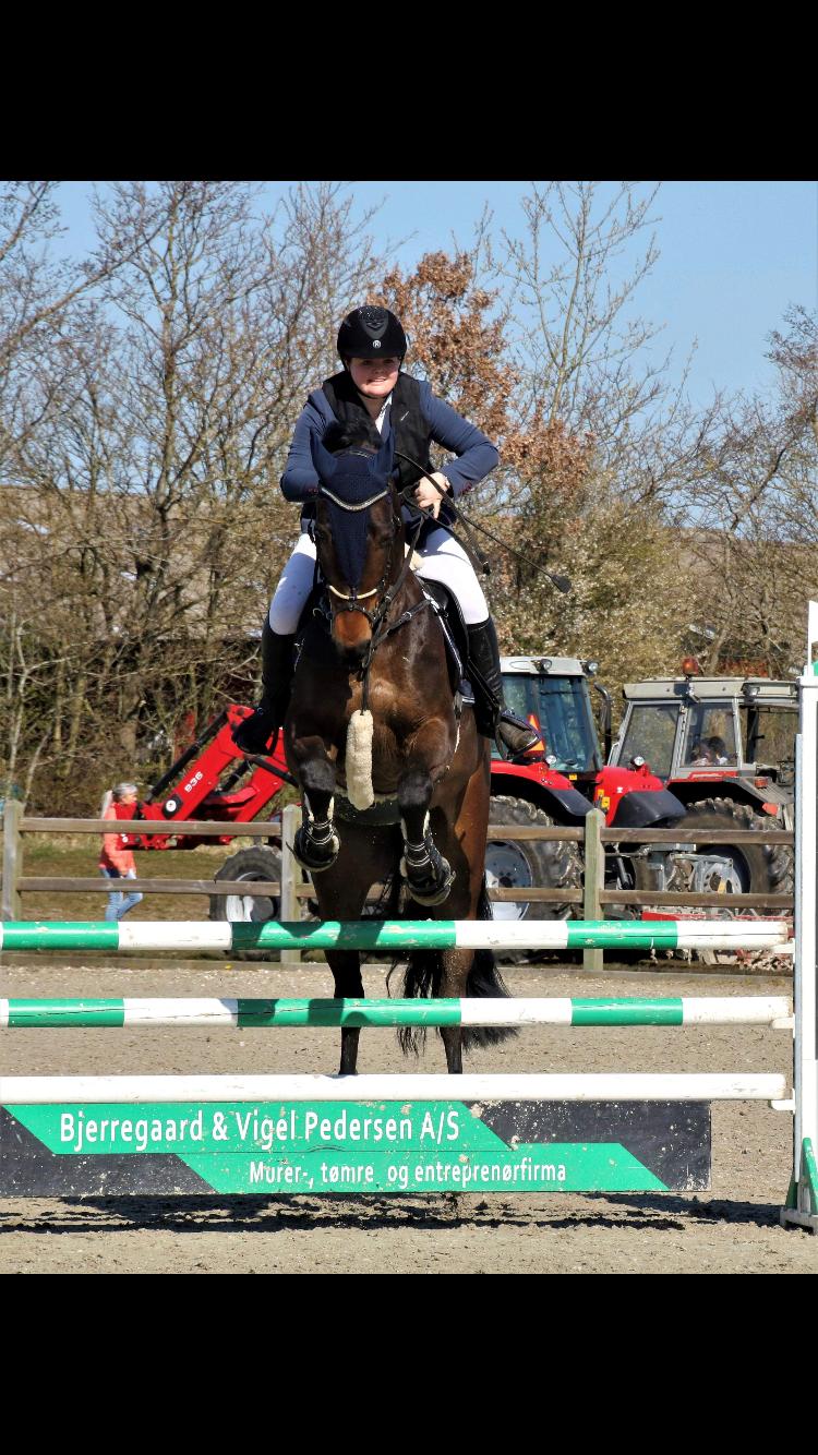 Anden særlig race Østmarks Margrethe  billede 14