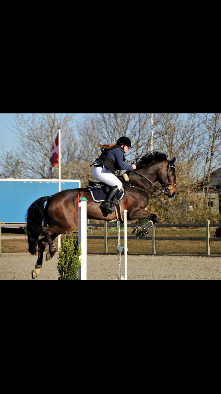Anden særlig race Østmarks Margrethe  billede 16