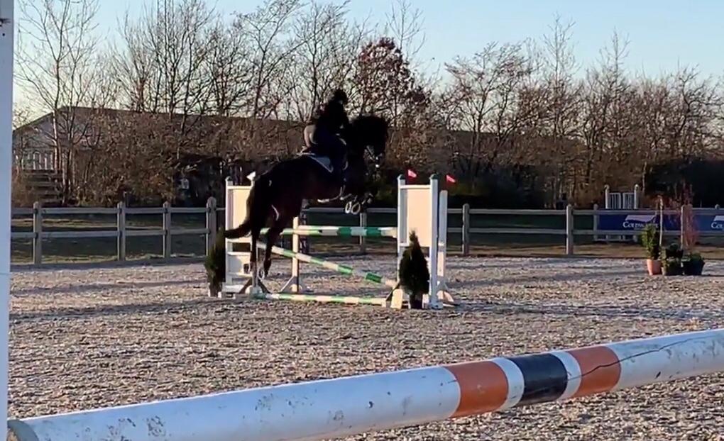 Anden særlig race Østmarks Margrethe  billede 18