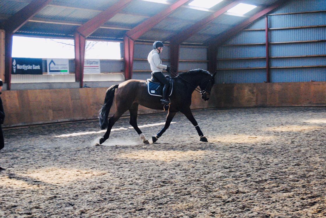 Anden særlig race Østmarks Margrethe  billede 17