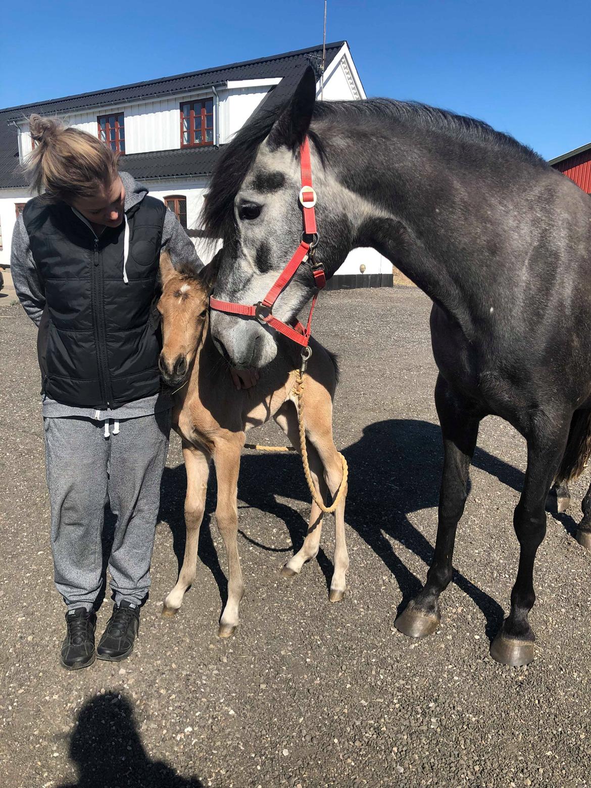 Cruzado Athena billede 5