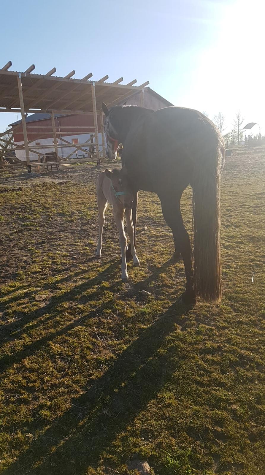 Cruzado Athena billede 6