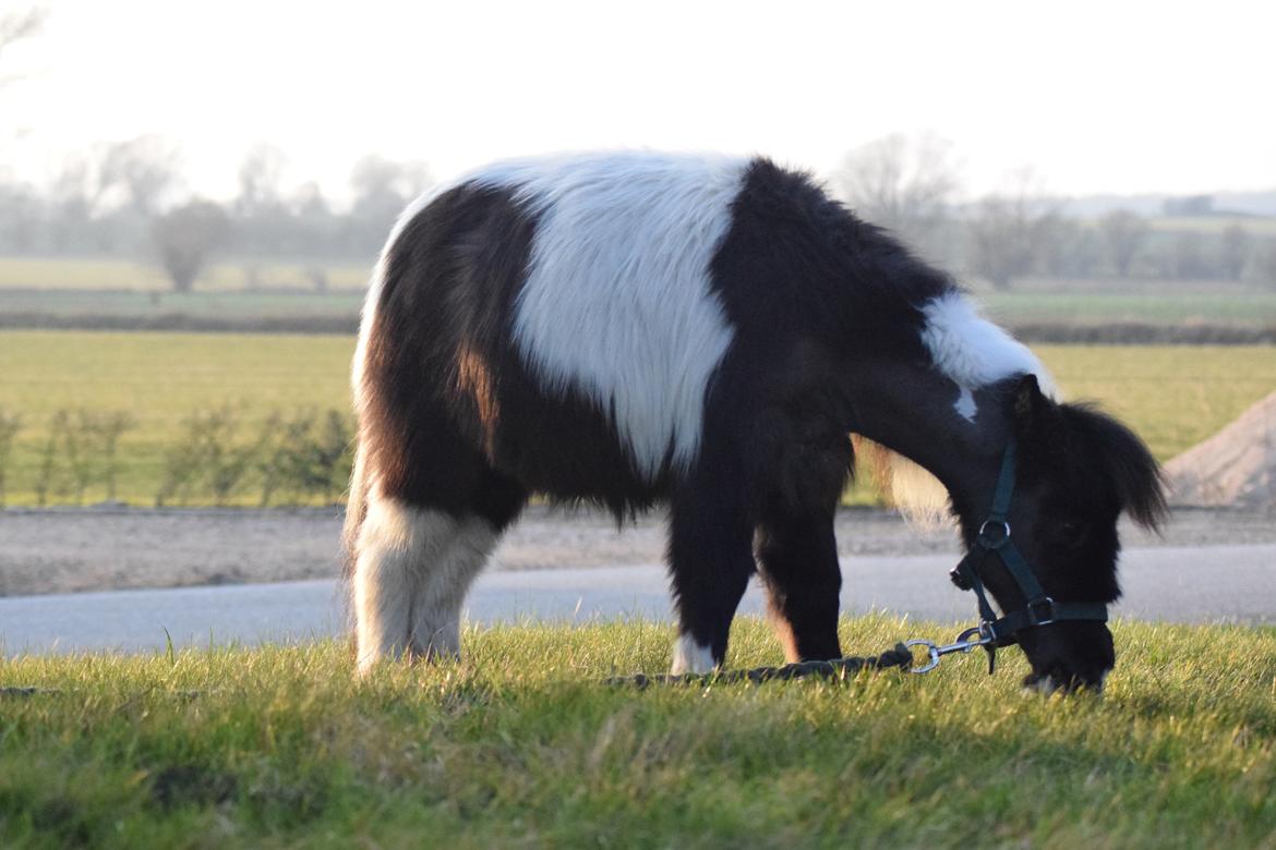 Amerikansk Miniature SP' Domingos spottede By Chance ( Oreo)  billede 1