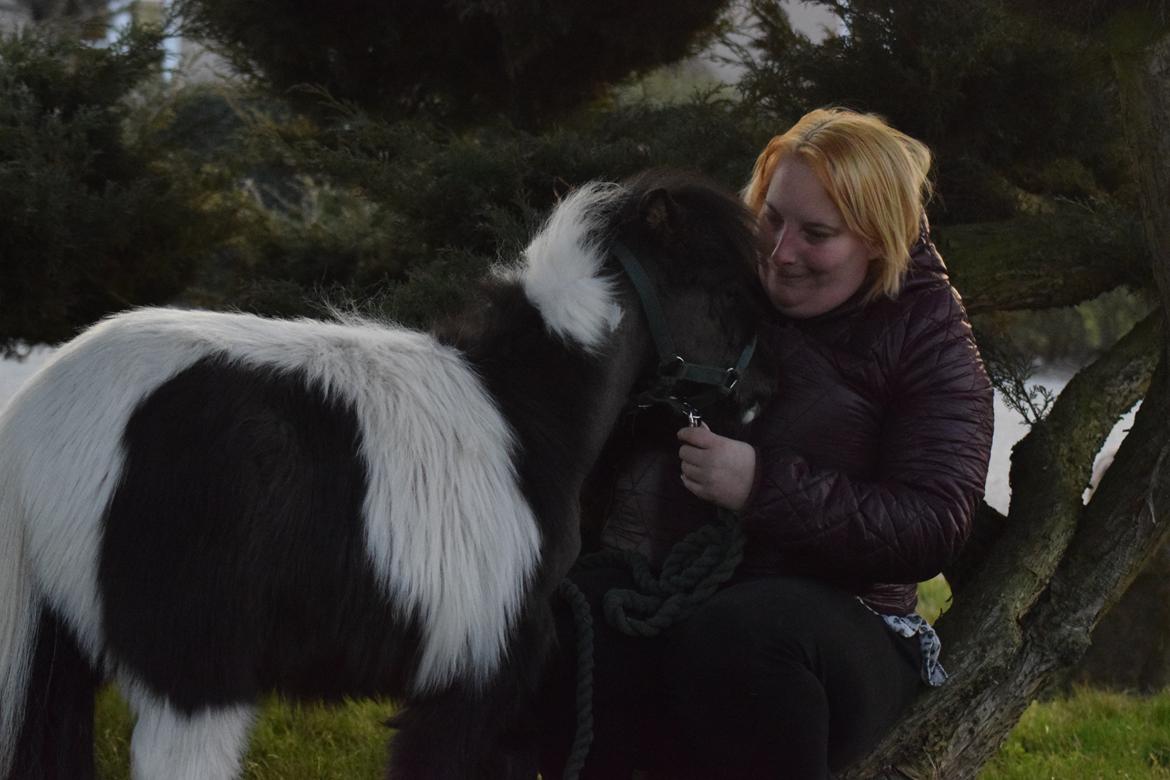 Amerikansk Miniature SP' Domingos spottede By Chance ( Oreo)  billede 2