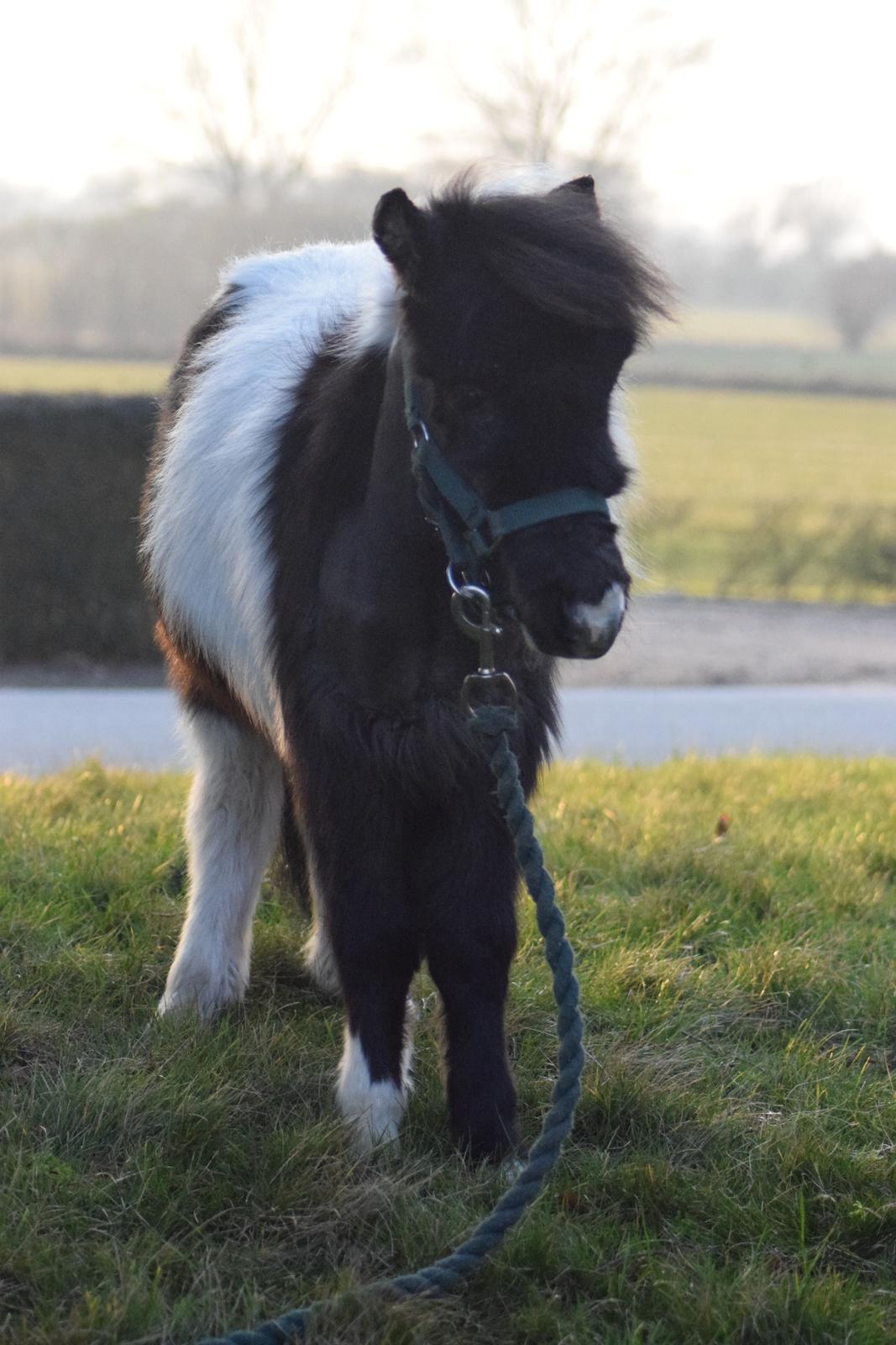 Amerikansk Miniature SP' Domingos spottede By Chance ( Oreo)  billede 4