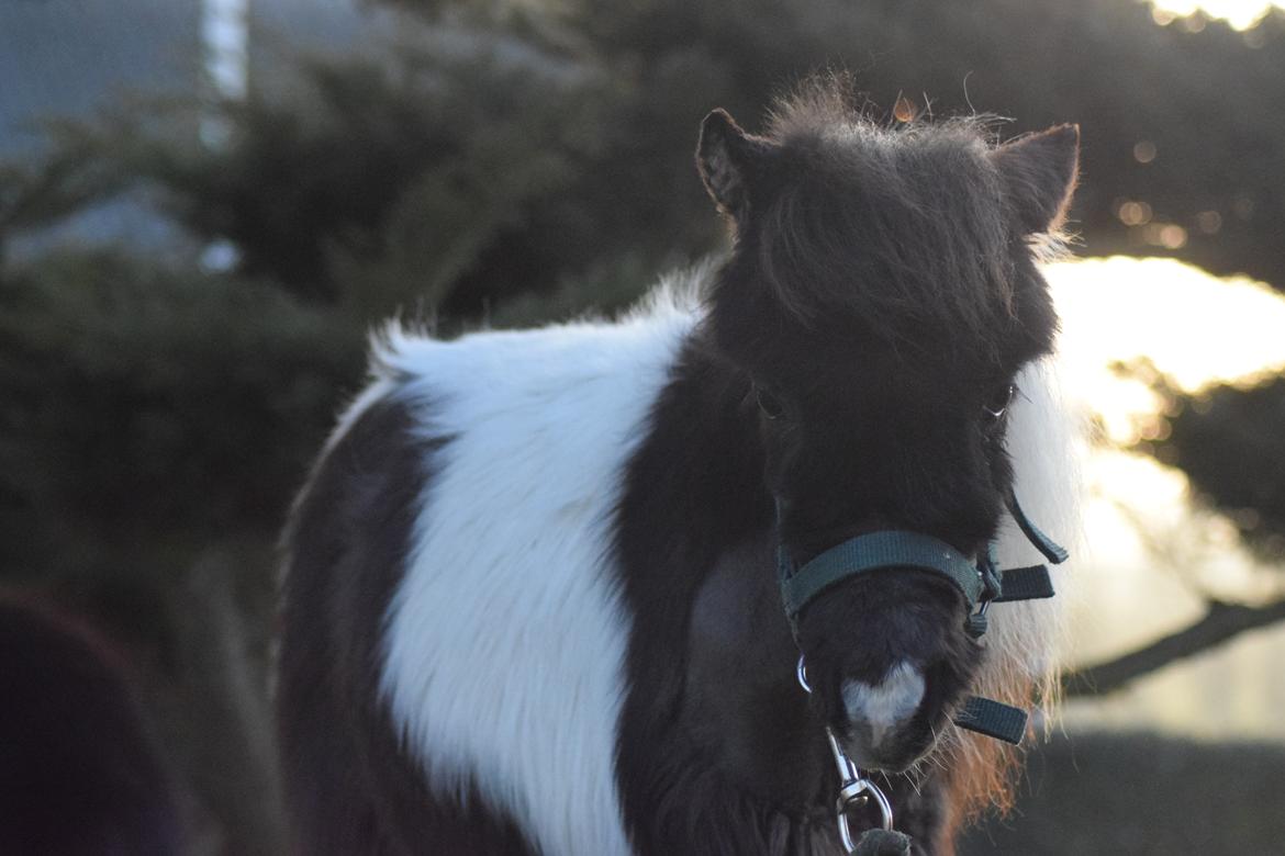 Amerikansk Miniature SP' Domingos spottede By Chance ( Oreo)  billede 3