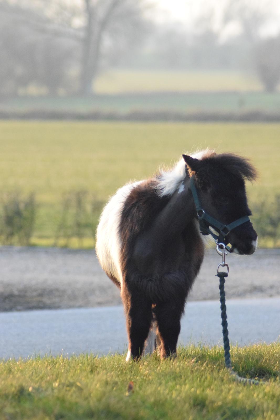 Amerikansk Miniature SP' Domingos spottede By Chance ( Oreo)  billede 5