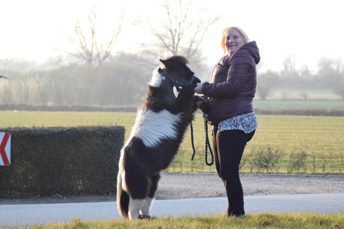 Amerikansk Miniature SP' Domingos spottede By Chance ( Oreo)  billede 6