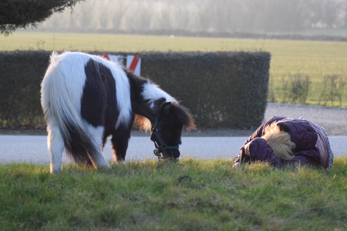 Amerikansk Miniature SP' Domingos spottede By Chance ( Oreo)  billede 7