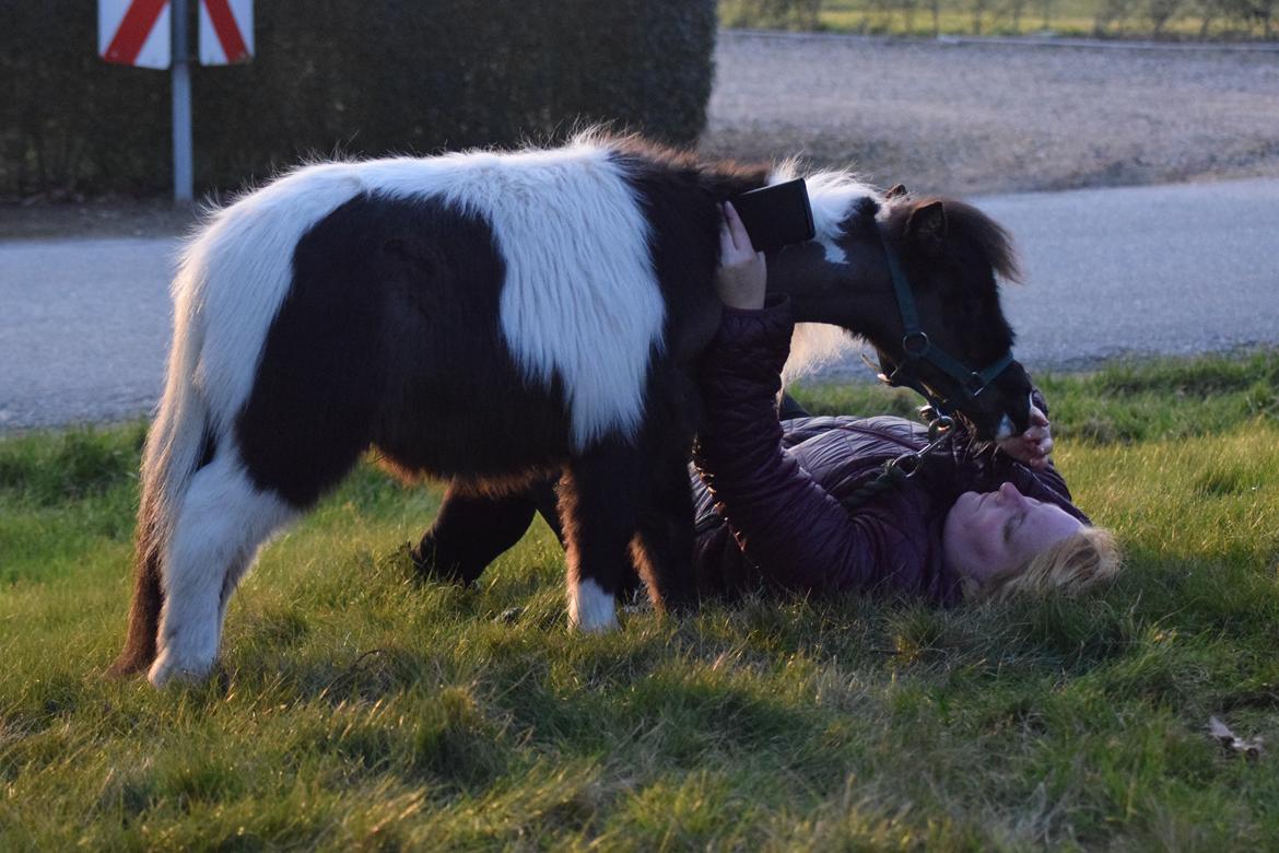 Amerikansk Miniature SP' Domingos spottede By Chance ( Oreo)  billede 8