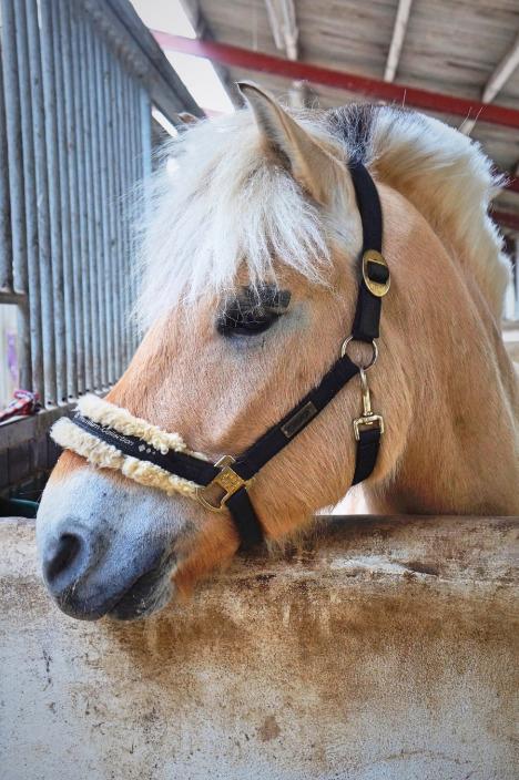 Fjordhest Grangårdens Cashmir - Første billede jeg tog af ham, marts 2015 billede 7