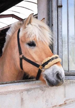 Fjordhest Grangårdens Cashmir billede 10