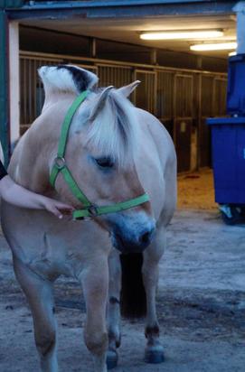 Fjordhest Grangårdens Cashmir billede 11
