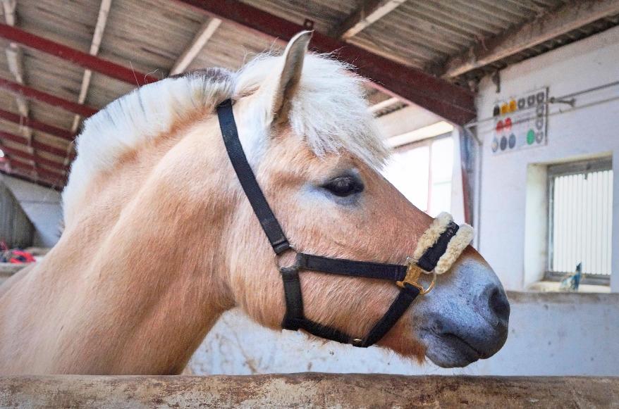 Fjordhest Grangårdens Cashmir billede 8