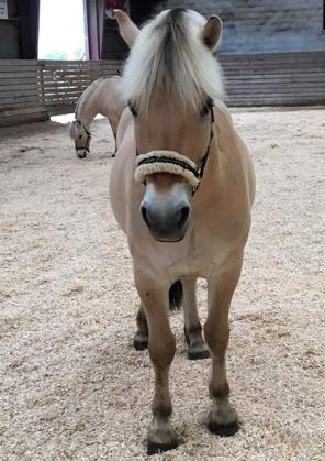 Fjordhest Grangårdens Cashmir billede 14