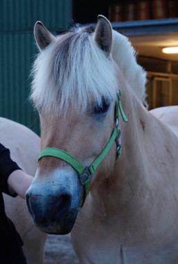 Fjordhest Grangårdens Cashmir billede 13